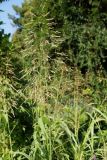 род Sorghum