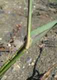 Echinochloa crus-galli. Часть побега. Крым, окр. Феодосии, Курортное, пустырь. 9 сентября 2013 г.