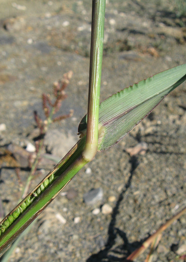 Изображение особи Echinochloa crus-galli.