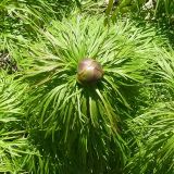 Paeonia tenuifolia