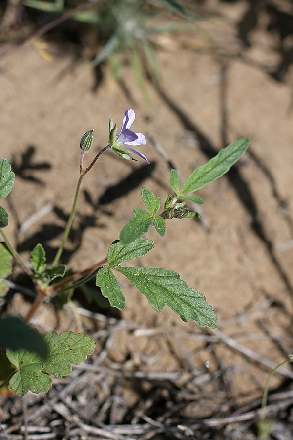 Image of Erodium oxyrhynchum specimen.