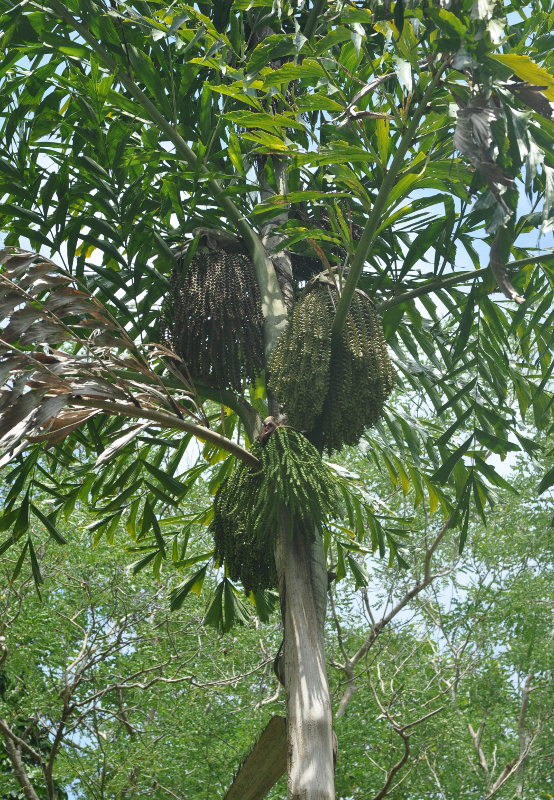 Image of Caryota mitis specimen.