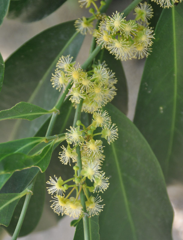 Image of Suregada multiflora specimen.