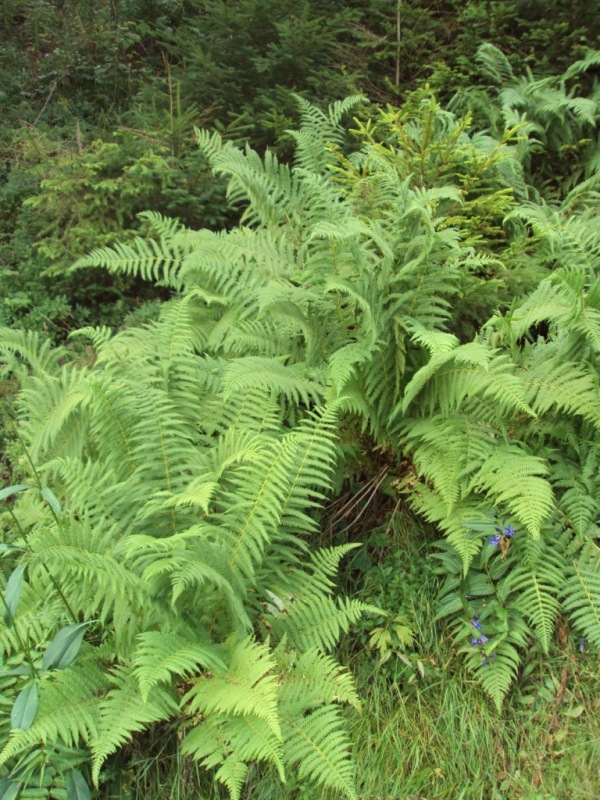 Изображение особи Athyrium distentifolium.