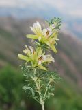 Lagochilus occultiflorus