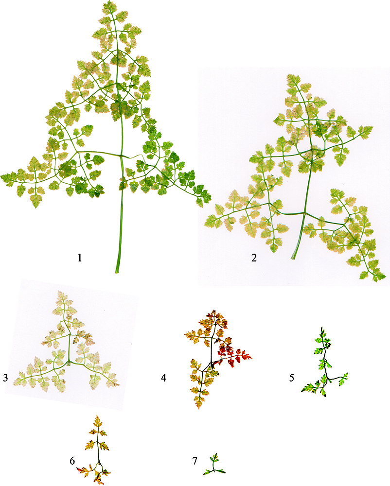 Изображение особи Anthriscus cerefolium.