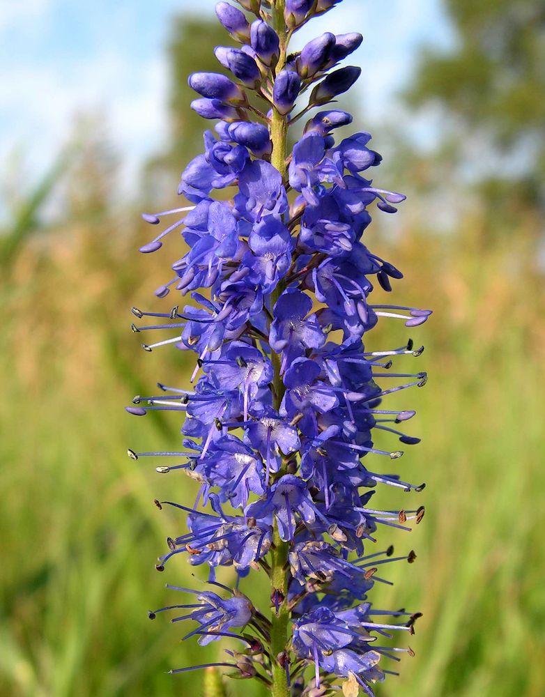 Image of Veronica longifolia specimen.