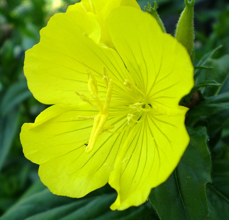 Image of genus Oenothera specimen.