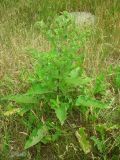 Arctium minus