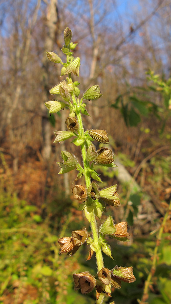 Image of Salvia glutinosa specimen.