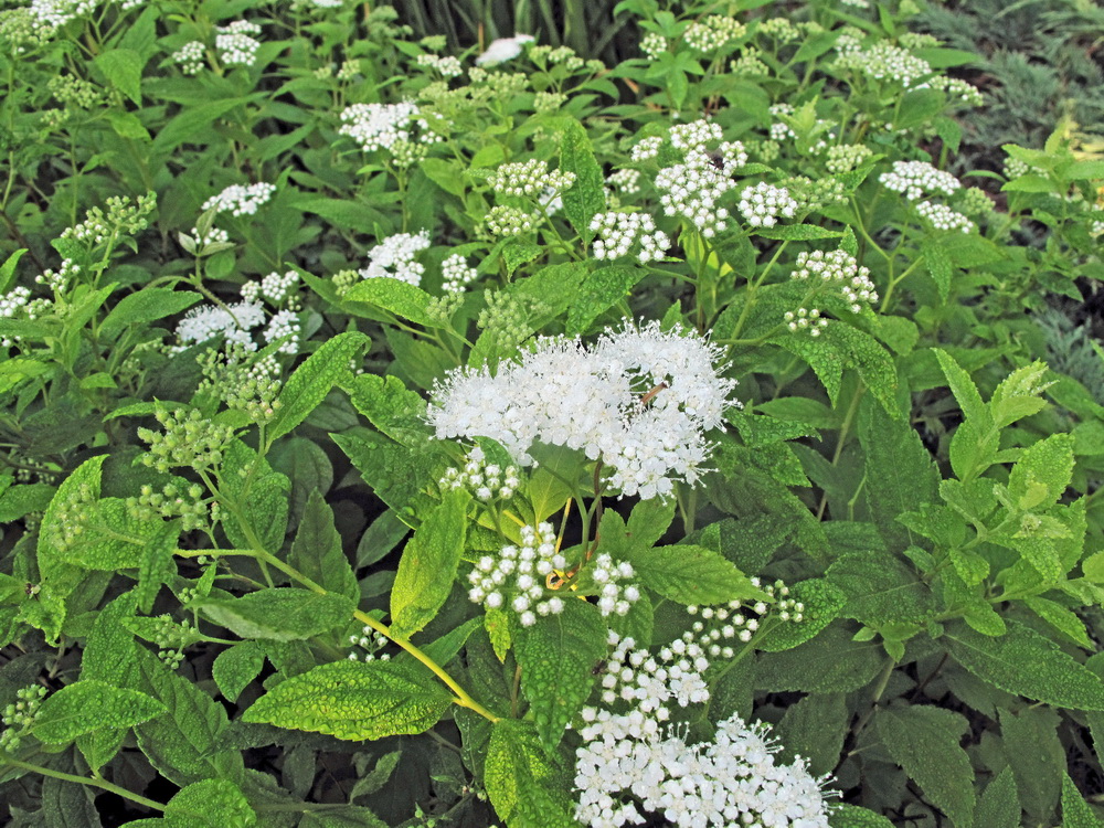 Image of Spiraea albiflora specimen.