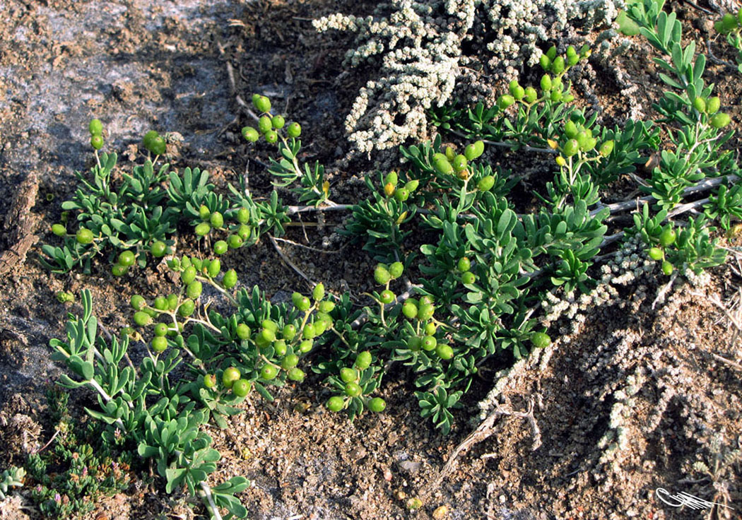 Image of Nitraria sibirica specimen.