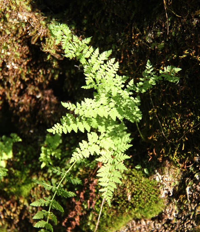 Изображение особи Cystopteris fragilis.