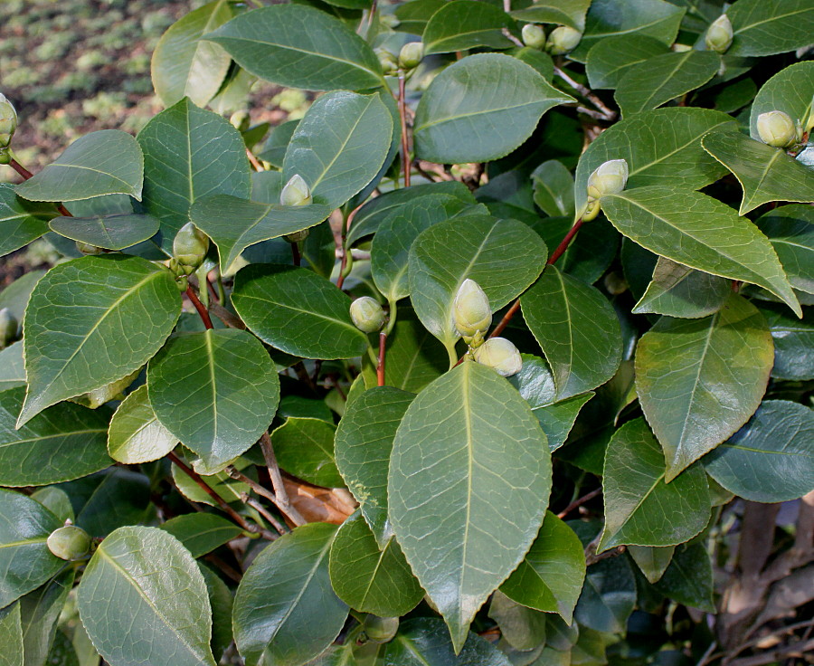 Image of Camellia japonica specimen.