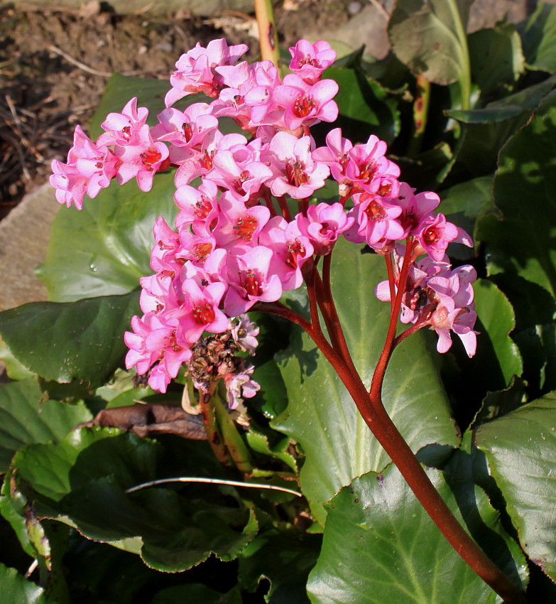 Image of Bergenia crassifolia specimen.