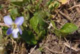 genus Viola. Цветущее растение. Украина, г. Запорожье, пос. Солнечный, балка. 14.03.2014.