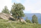 Betula pendula. Взрослые деревья на скалах. Восточный Казахстан, Катон-Карагайский р-н, с. Урыль, НПП. 22.07.2011.