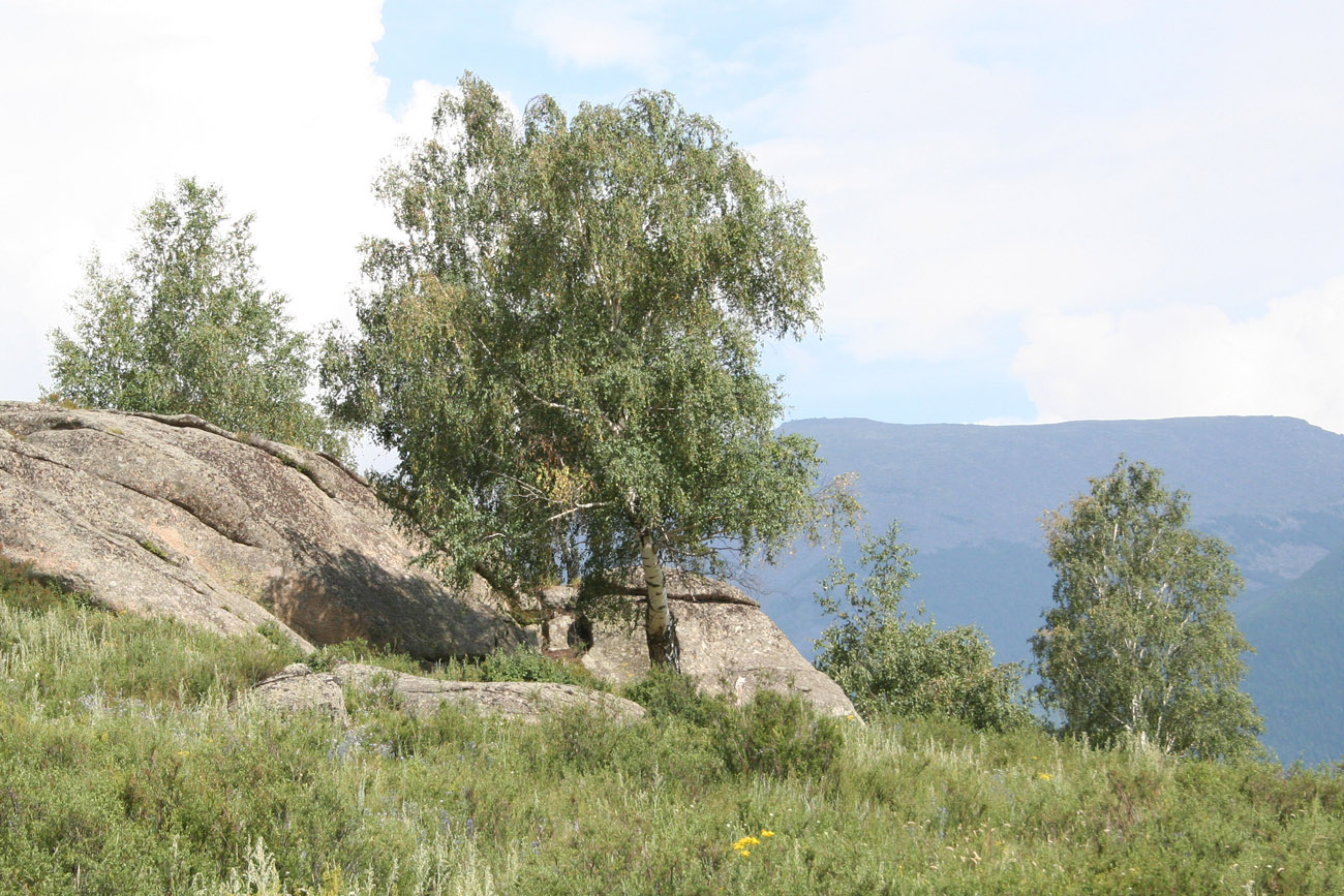 Изображение особи Betula pendula.