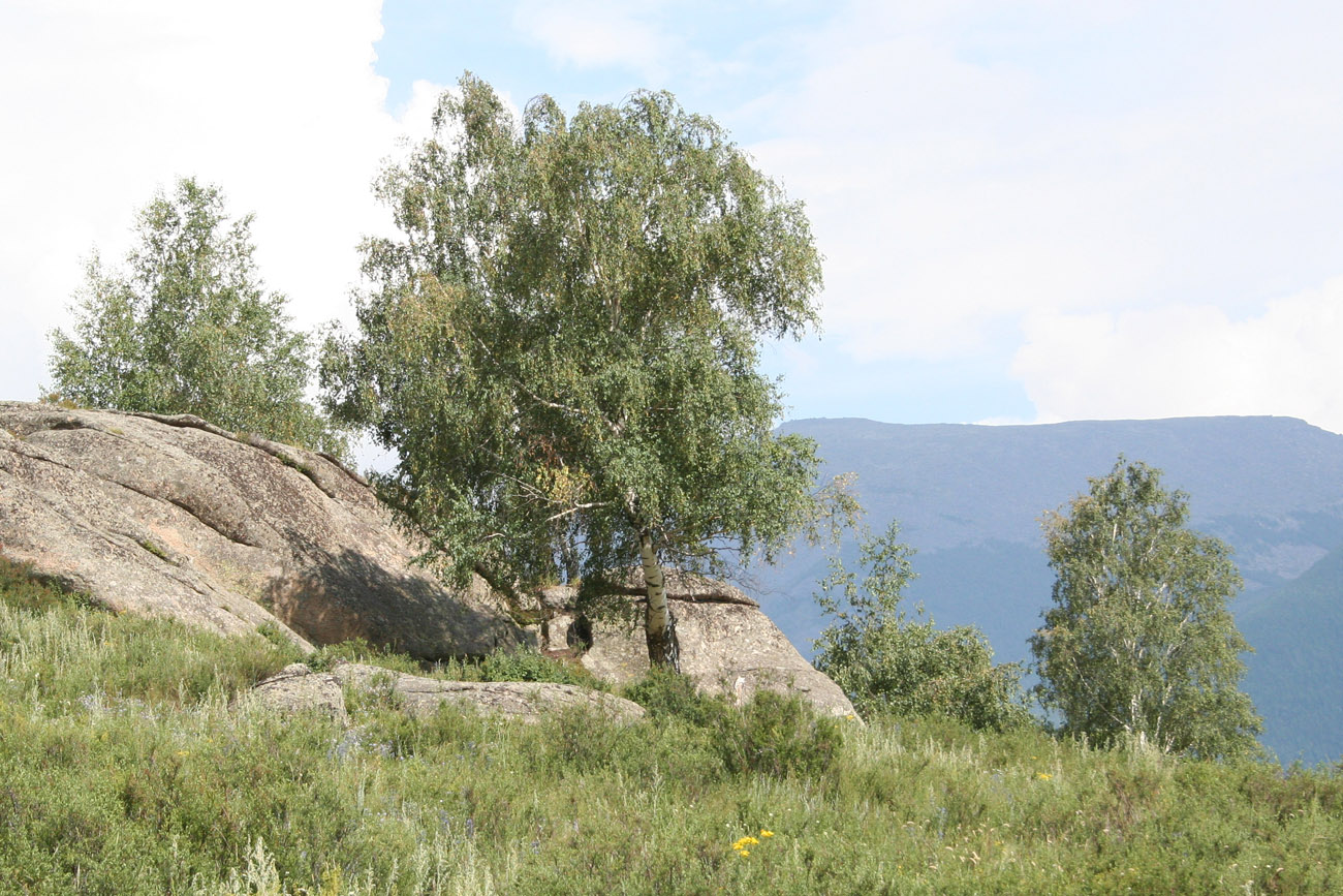 Изображение особи Betula pendula.