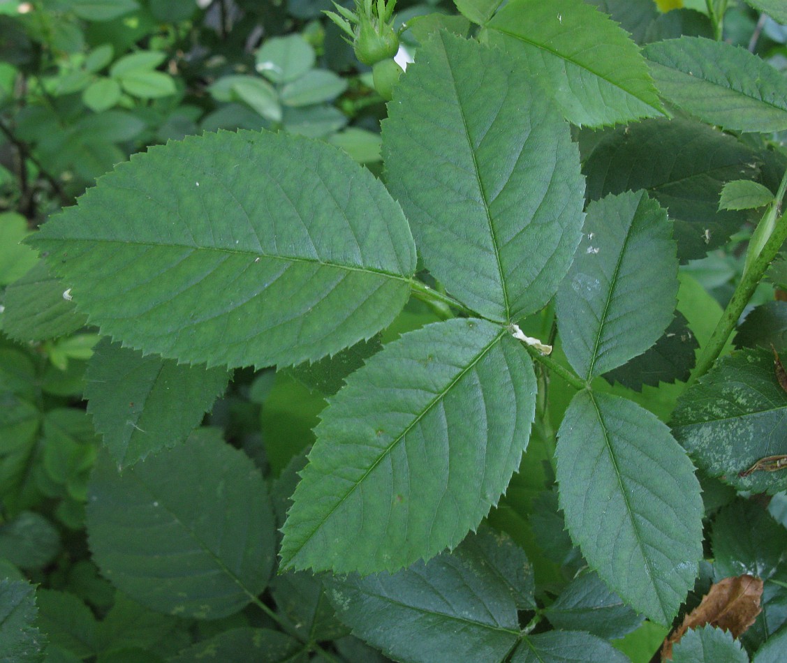 Image of genus Rosa specimen.