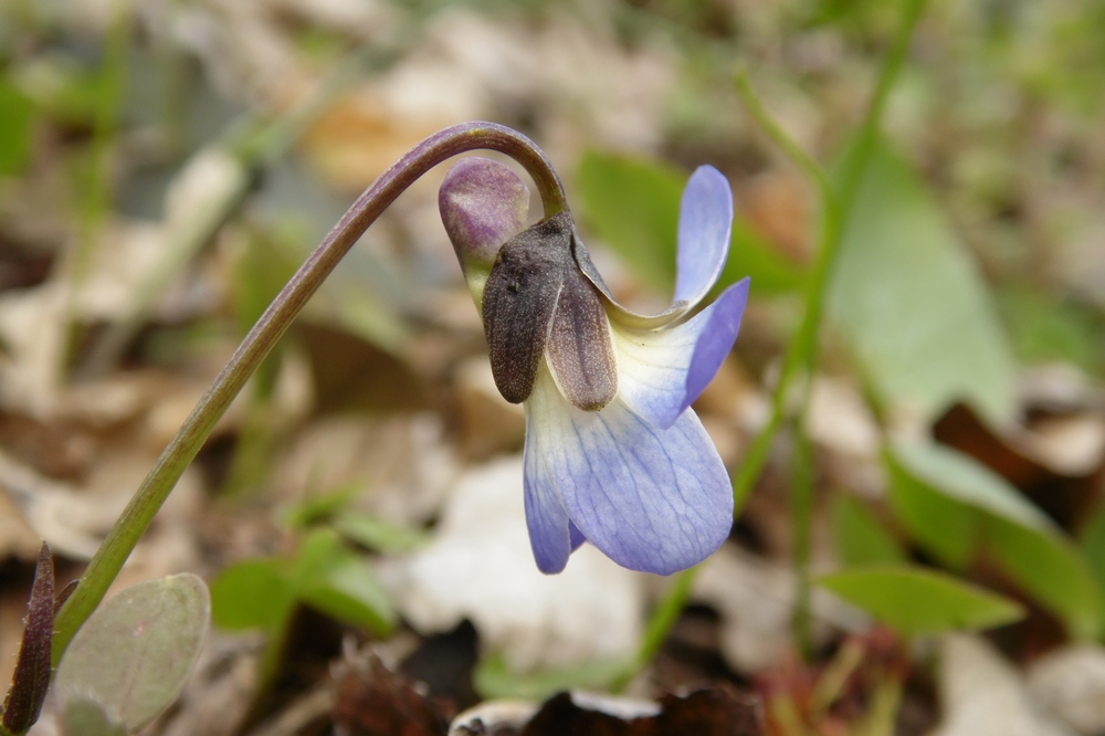 Image of Viola suavis specimen.