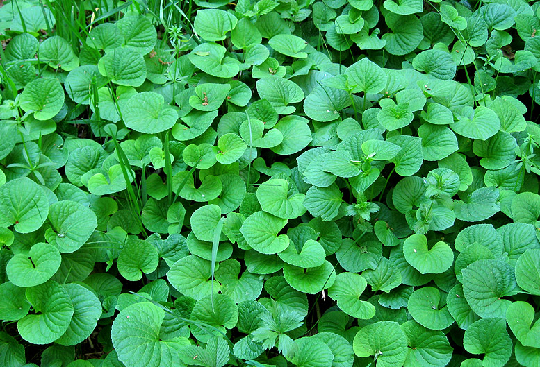Image of Viola mirabilis specimen.