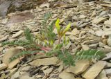 Astragalus utriger