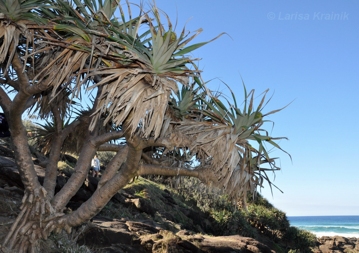 Изображение особи Pandanus tectorius.