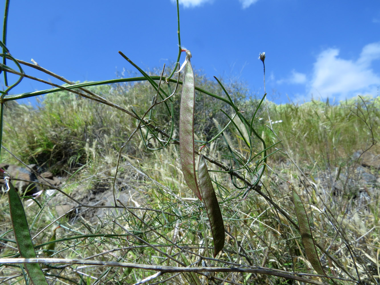 Image of Vicia cirrhosa specimen.