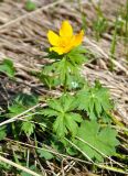 Trollius ranunculinus. Цветущее растение (внизу справа – лист манжетки). Краснодарский край, Апшеронский р-н, окр. пос. Мезмай, гора Зауда. 30.04.2014.