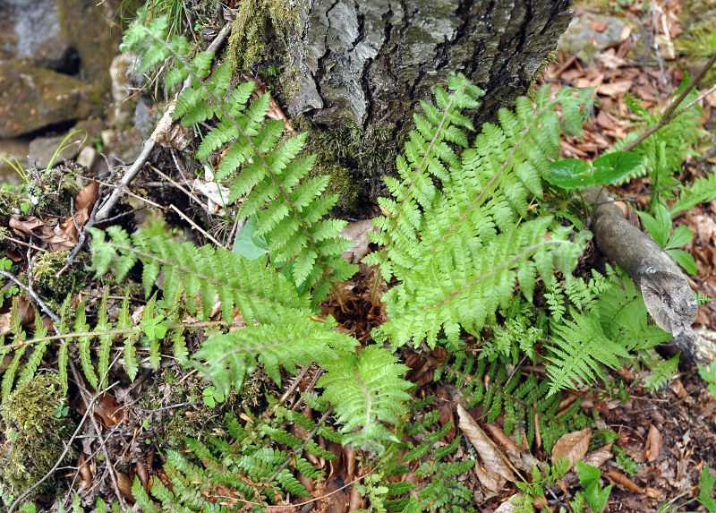 Изображение особи Polystichum braunii.