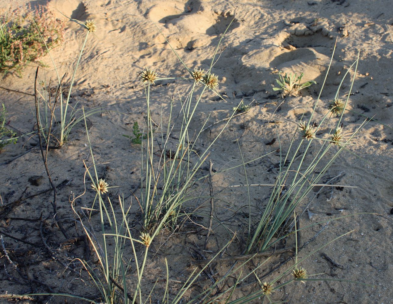 Image of Cyperus macrorrhizus specimen.