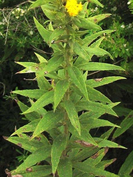 Изображение особи Solidago altissima.