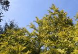 Torreya nucifera. Верхняя часть кроны. Германия, г. Дюссельдорф, Ботанический сад университета. 04.05.2014.
