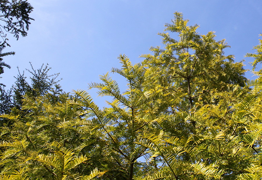 Image of Torreya nucifera specimen.