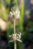 Stachys hissarica