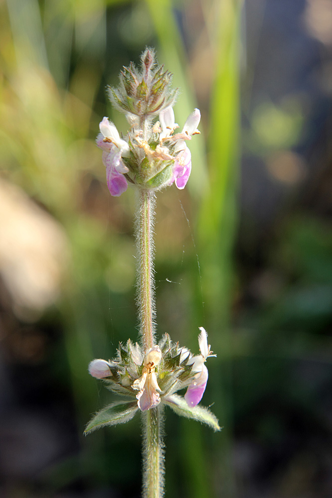 Image of Stachys hissarica specimen.