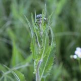 Cirsium canum