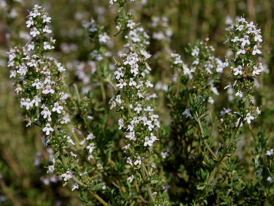 Image of Thymus vulgaris specimen.