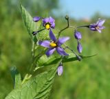 Solanum dulcamara