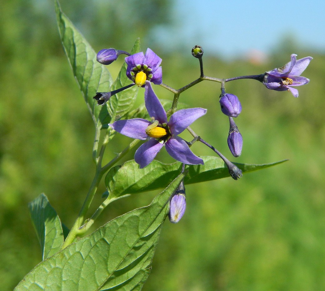 Изображение особи Solanum dulcamara.