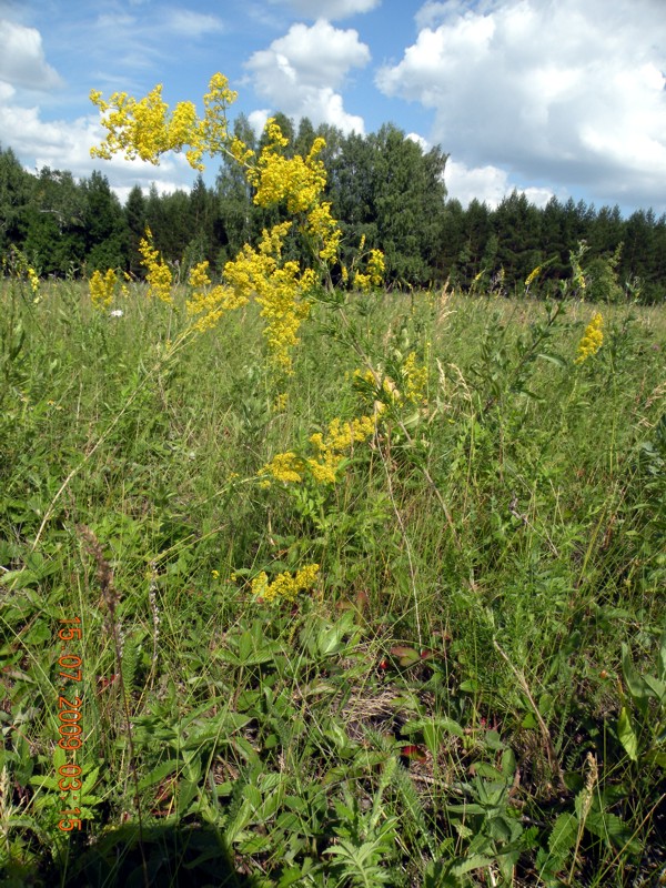 Изображение особи Galium verum.