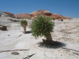Anabasis truncata. Вегетирующее растение с оголившимся корнем. Восточный Казахстан, Зайсанская котловина, ур. Кеин-Кериш, гипсовые глины-пестроцветы. 11 мая 2012 г.