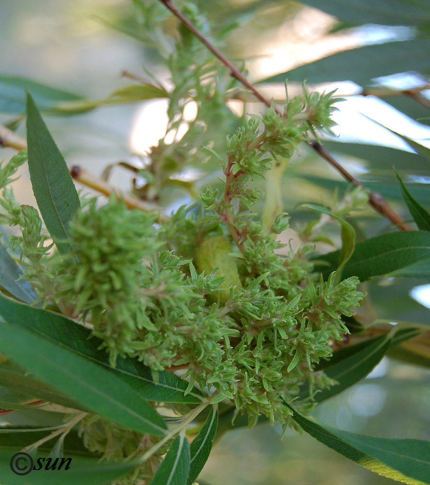 Image of genus Salix specimen.