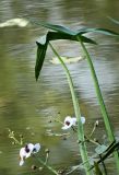 Sagittaria sagittifolia