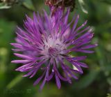 Centaurea jacea. Соцветие. Молдова, мун. Кишинев, окр. с. Гидигич. 10.08.2014.