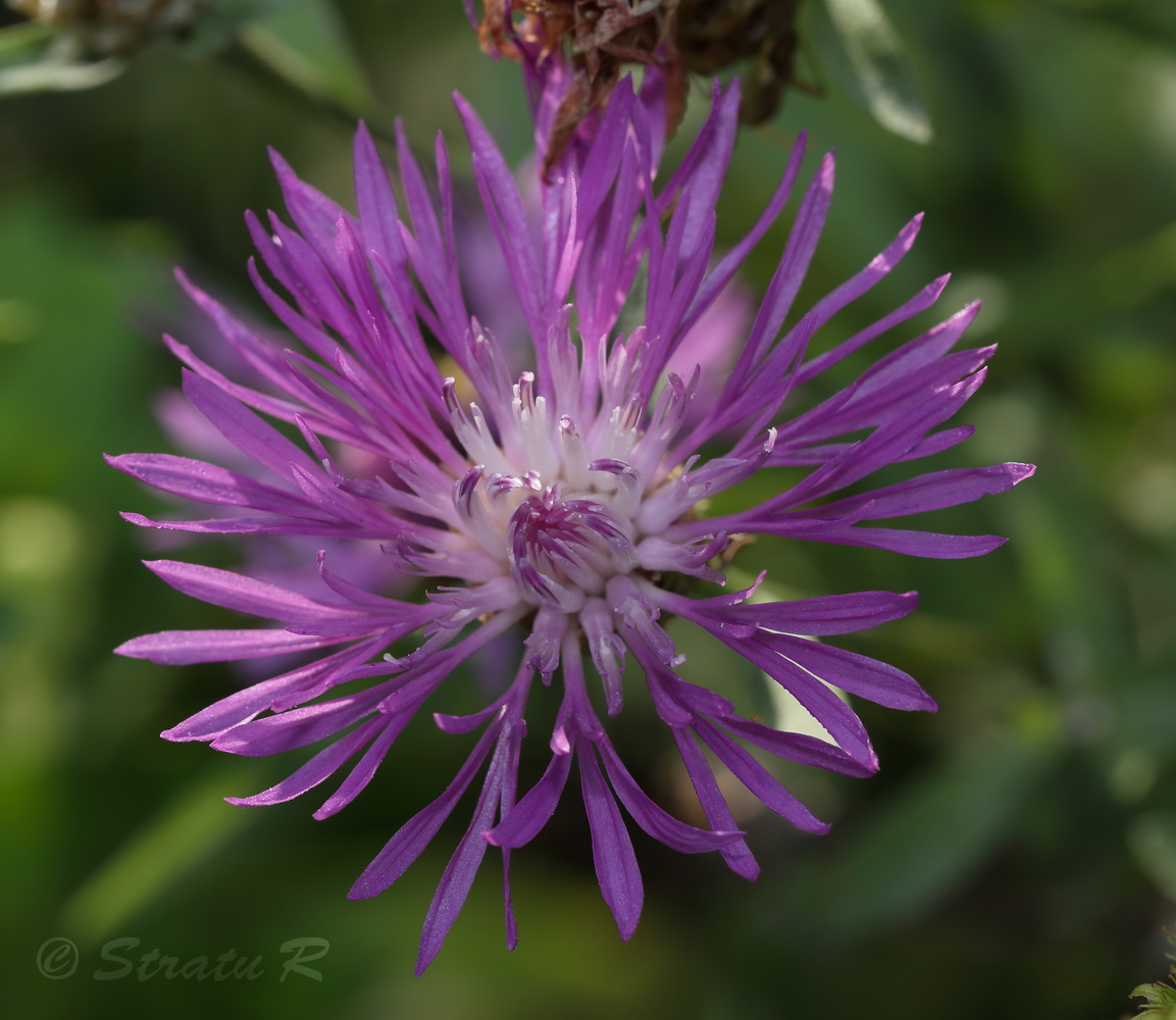 Изображение особи Centaurea jacea.