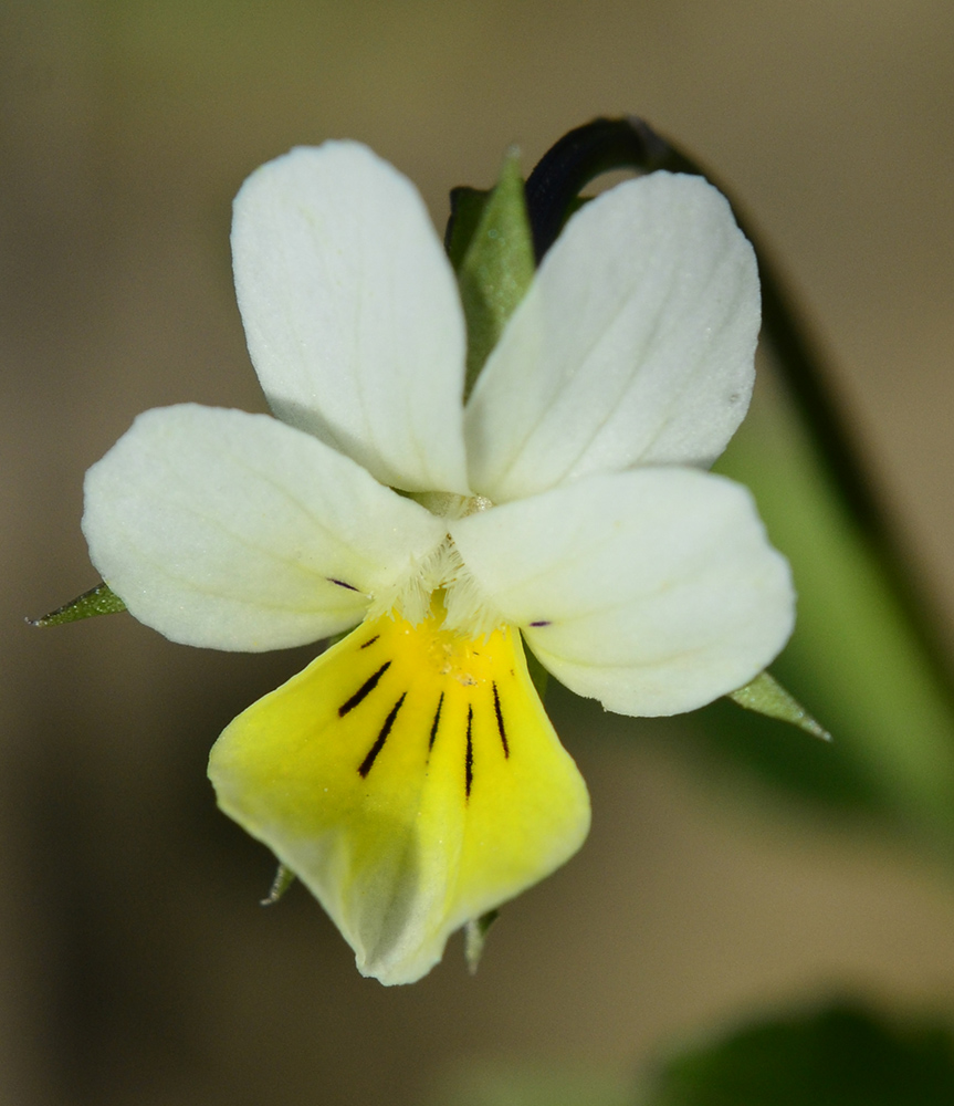 Image of genus Viola specimen.