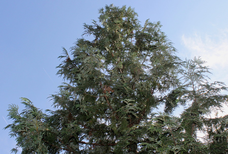 Image of Thuja koraiensis specimen.
