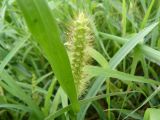 Setaria pumila